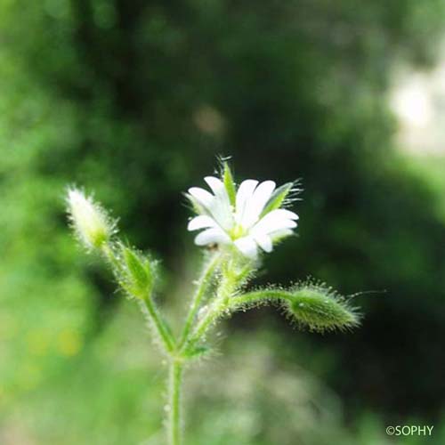 Céraiste nain - Cerastium pumilum