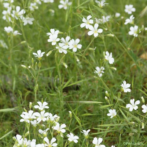 Céraiste suffrutescent - Cerastium arvense subsp. suffruticosum