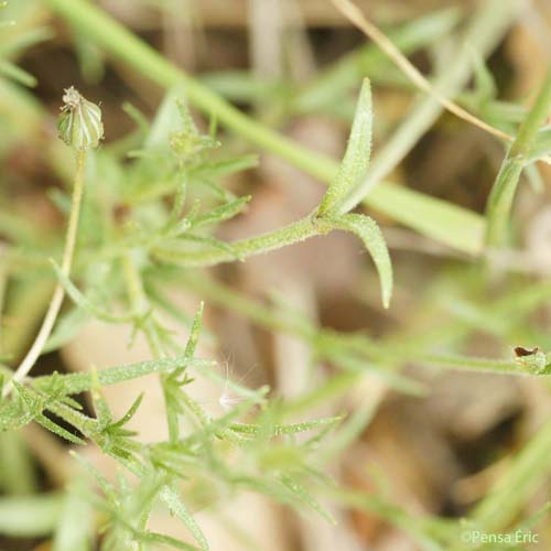 Céraiste suffrutescent - Cerastium arvense subsp. suffruticosum