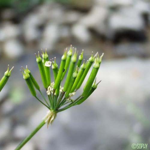 Cerfeuil de Villars - Chaerophyllum villarsii var. villarsii