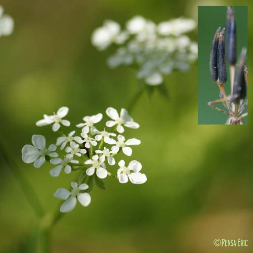 Cerfeuil des bois - Anthriscus sylvestris subsp. sylvestris