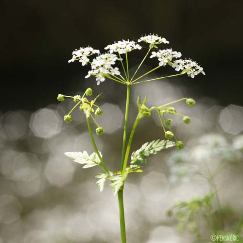 Cerfeuil des bois - Anthriscus sylvestris subsp. sylvestris