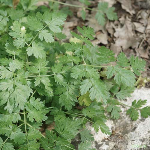 Cerfeuil des bois - Anthriscus sylvestris subsp. sylvestris