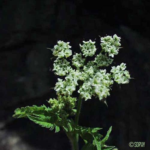 Cerfeuil doré - Chaerophyllum aureum