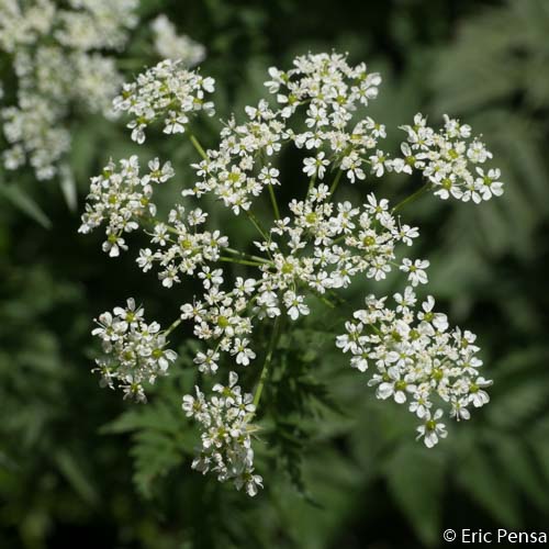 Cerfeuil hirsute - Chaerophyllum hirsutum