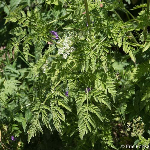Cerfeuil hirsute - Chaerophyllum hirsutum