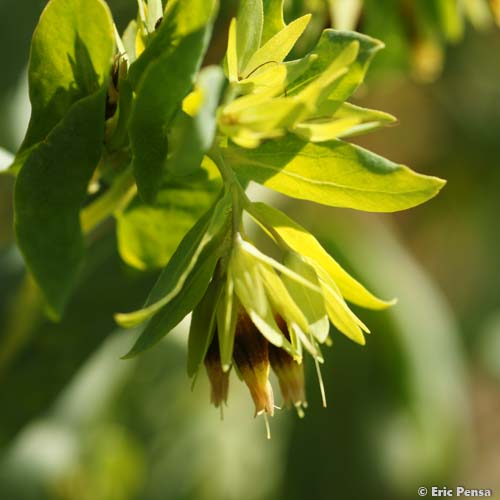 Cérinthe auriculé - Cerinthe minor subsp. auriculata