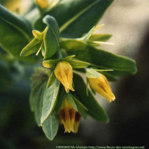 Cérinthe glabre - Cerinthe glabra subsp. glabra