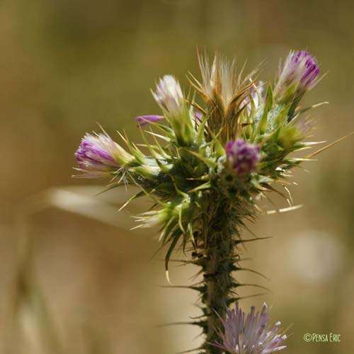 Chardon à capitules grêles - Carduus tenuiflorus