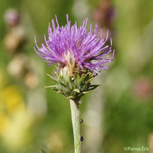 Chardon à feuilles de carline - Carduus defloratus subsp. carlinifolius