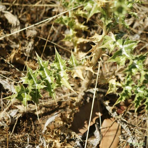 Chardon d'Espagne - Scolymus hispanicus