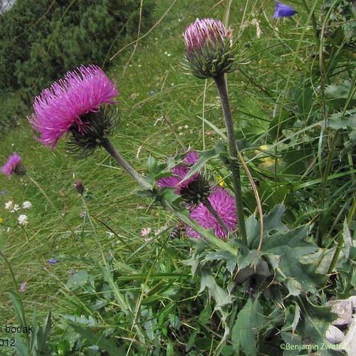 Chardon décapité - Carduus defloratus subsp. defloratus