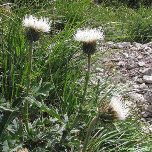 Chardon décapité - Carduus defloratus subsp. defloratus