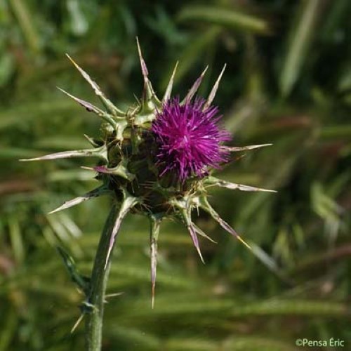 Chardon-Marie - Silybum marianum