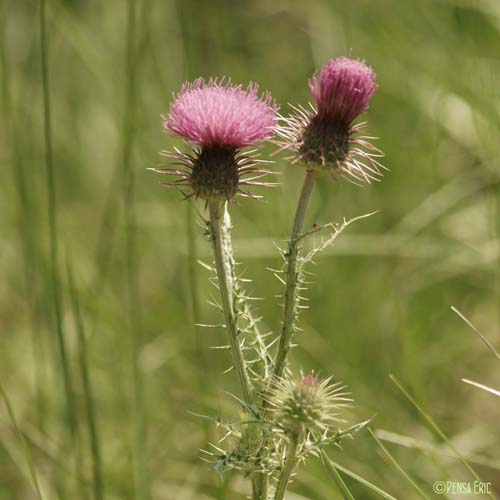 Chardon noircissant - Carduus nigrescens subsp. nigrescens