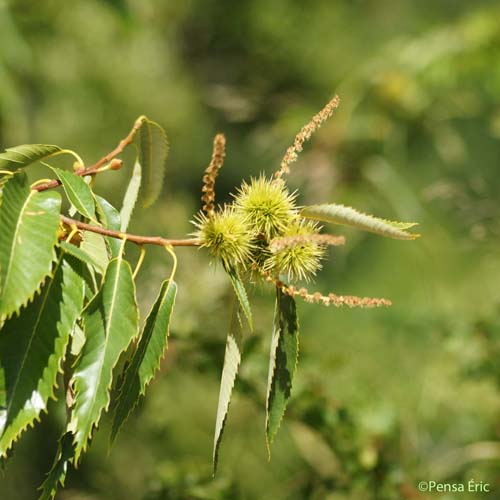 Châtaignier - Castanea sativa