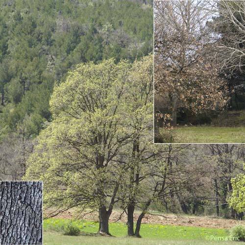 Chêne blanc - Quercus pubescens