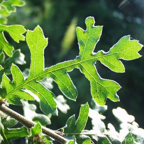 Chêne chevelu - Quercus cerris