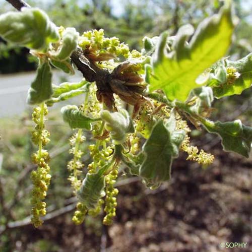 Chêne des Pyrénées - Quercus pyrenaica