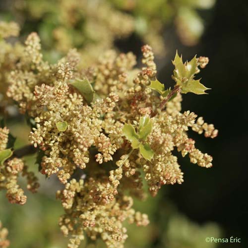 Chêne Kermès - Quercus coccifera