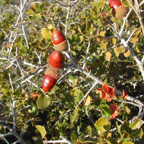 Chêne Kermès - Quercus coccifera