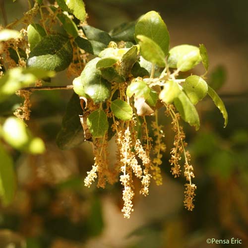 Chêne-liège - Quercus suber