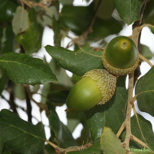 Chêne-liège - Quercus suber