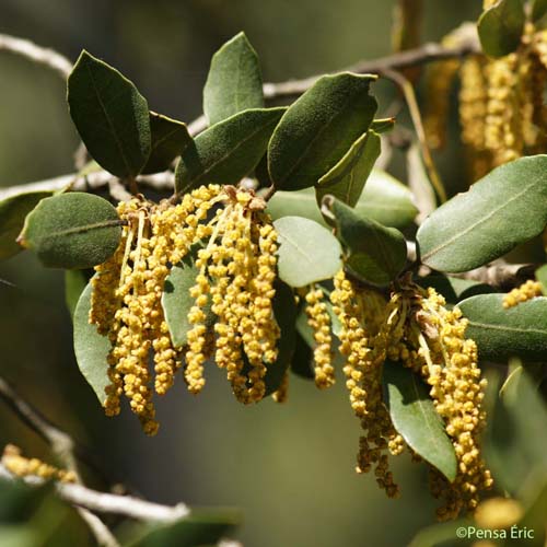 Chêne vert - Quercus ilex