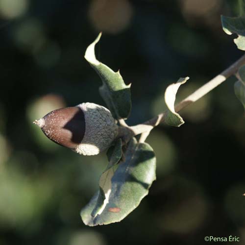 Chêne vert - Quercus ilex