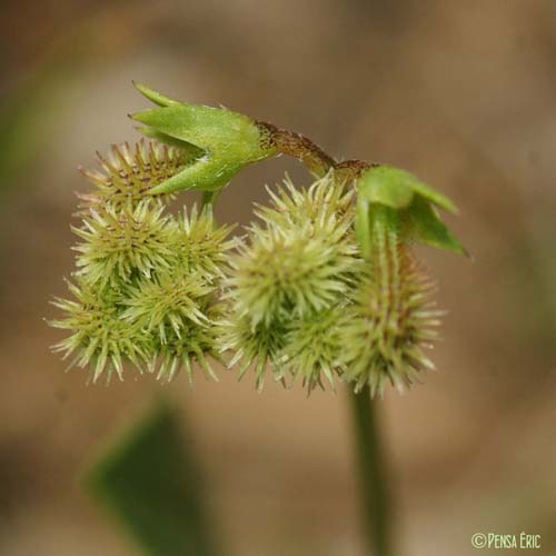 Chenillette poilue - Scorpiurus subvillosus