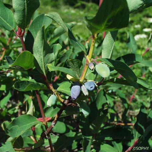 Chèvrefeuille bleu - Lonicera caerulea subsp. caerulea