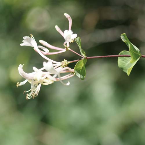 Chèvrefeuille d'Étrurie - Lonicera etrusca