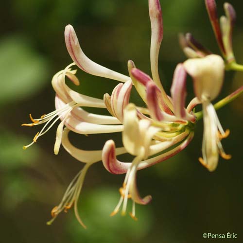 Chèvrefeuille d'Étrurie - Lonicera etrusca