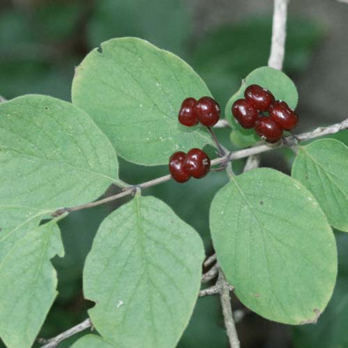 Chèvrefeuille d'Étrurie - Lonicera etrusca