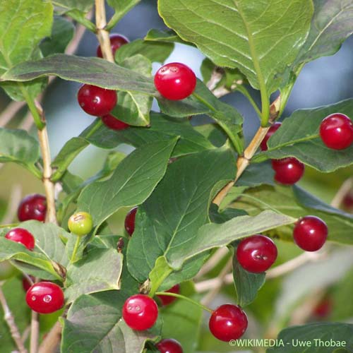 Chèvrefeuille des Alpes - Lonicera alpigena subsp. alpigena