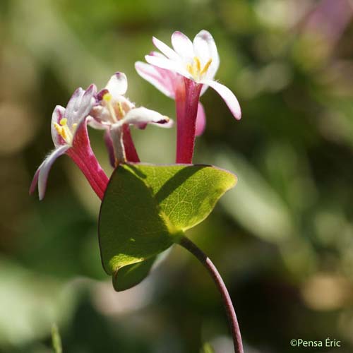 Chèvrefeuille des Baléares - Lonicera implexa