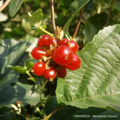 Chèvrefeuille des bois - Lonicera periclymenum subsp. periclymenum