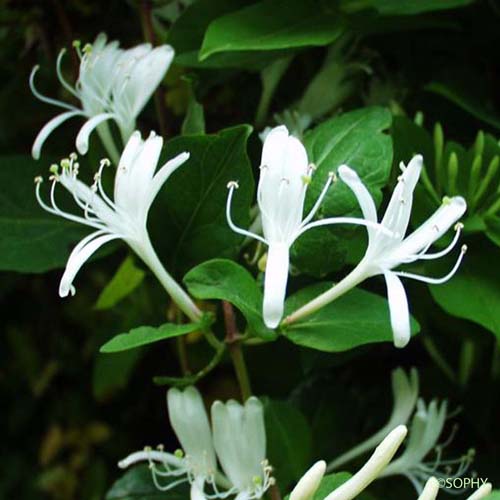 Chèvrefeuille du Japon - Lonicera japonica