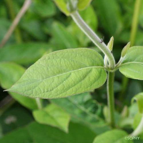 Chèvrefeuille du Japon - Lonicera japonica