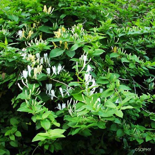 Chèvrefeuille du Japon - Lonicera japonica