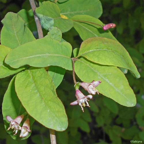 Chèvrefeuille noir - Lonicera nigra