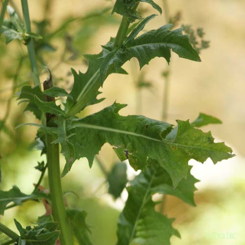 Chicorée sauvage - Cichorium intybus