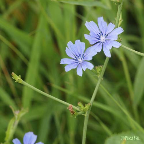 Chicorée sauvage - Cichorium intybus