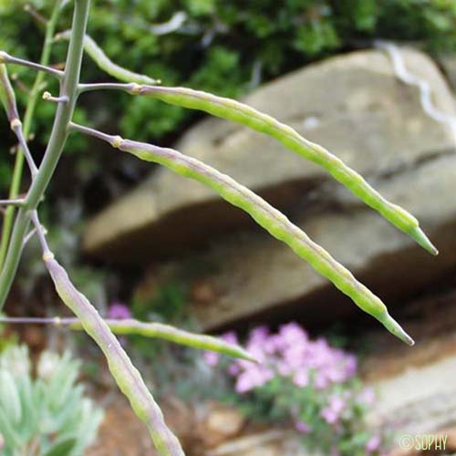 Chou des montagnes - Brassica montana