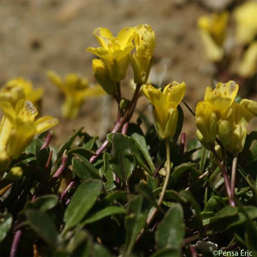 Chou étalé - Brassica repanda subsp. repanda