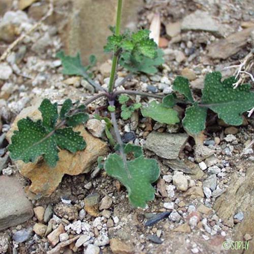 Chou fruticuleux - Brassica fruticulosa subsp. fruticulosa