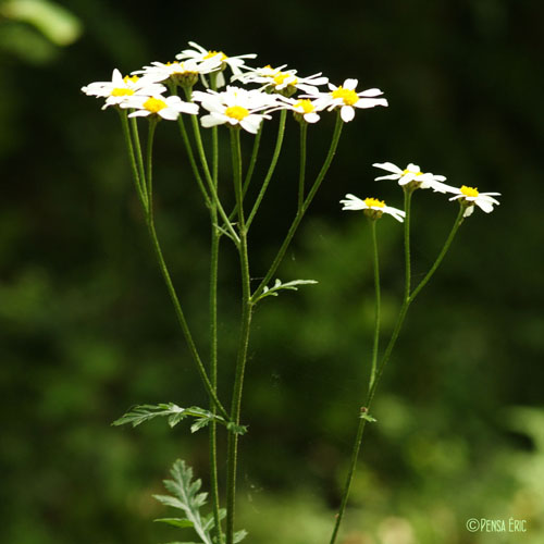 Chrysanthème en corymbes - Tanacetum corymbosum