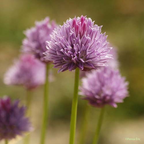 Ciboulette - Allium schoenoprasum subsp. schoenoprasum