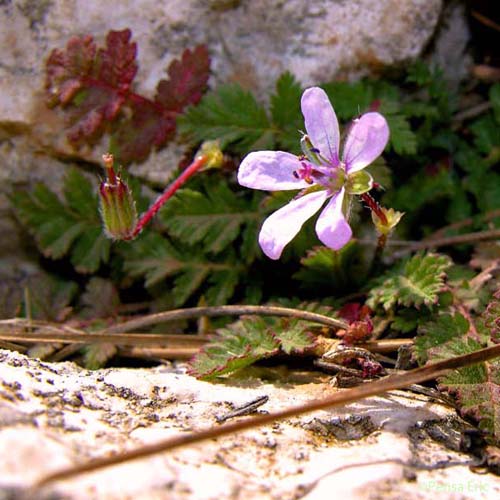 Cicutaire - Erodium cicutarium subsp. cicutarium