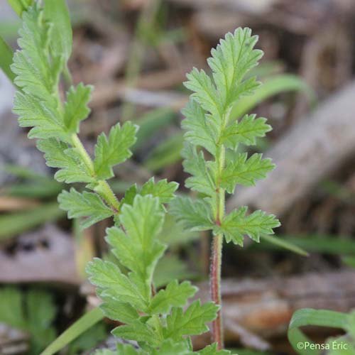 Cicutaire - Erodium cicutarium subsp. cicutarium